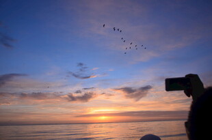 夕阳下摄影师拍飞鸟美景