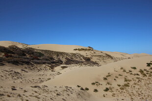 沙漠风光 稀疏植被与蓝天