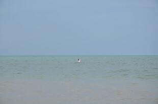 海边远景 水面上的孤独飞鸟