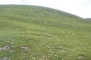 翠绿山坡上的零星小花