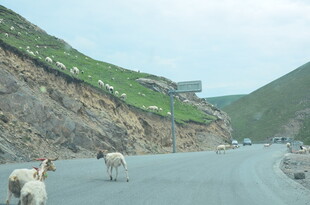 公路上漫步的几只山羊