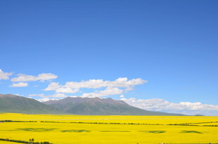 金黄油菜田与远处山峦蓝天
