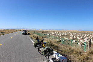 公路旁的羊群与骑行装备