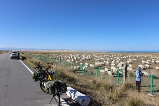 公路旁羊群与骑行者场景