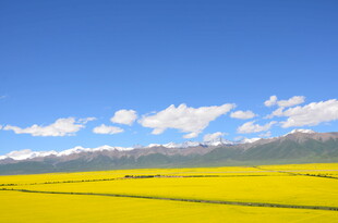 金黄油菜田与远山蓝天