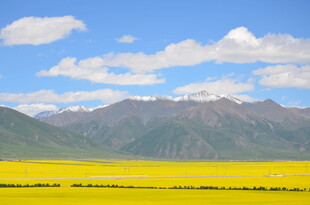 金黄花海映衬巍峨山脉