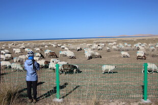 牧羊人田野间照看羊群