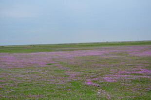 紫色花海 浪漫自然景致
