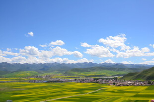 金黄油菜田与蓝天白云美景