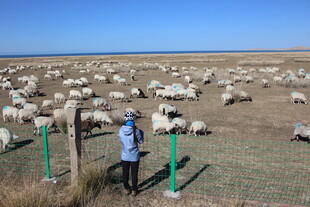 草原牧人守护羊群