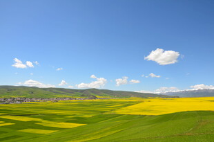 草原花海蓝天美丽风光