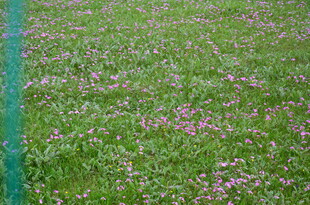 绿草间点缀的粉色小花