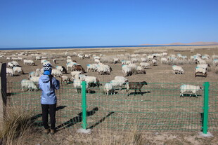 女子围栏旁观察羊群