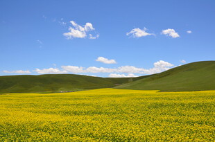 金黄油菜花海 蓝天白云景