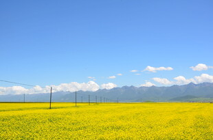 金黄油菜田与远山蓝天