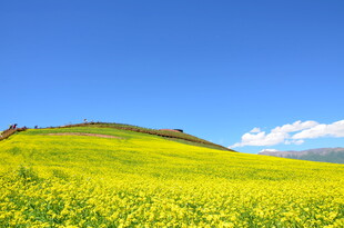 金黄油菜田 蓝天映美景