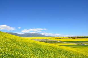 金黄油菜田与蓝天美景
