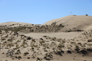 沙漠中的稀疏植被景观
