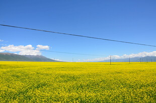 金黄油菜田 蓝天相映成趣