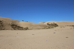 广袤沙漠中的稀疏植被