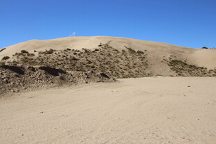 沙丘上的植被景观