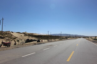 公路边牛群悠然的景象