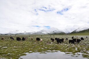草原牦牛群 天地间的生机