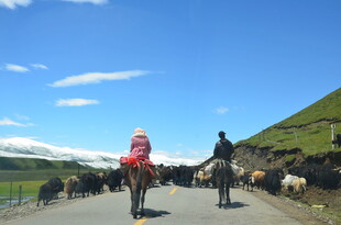 草原公路上的骑行与牧群