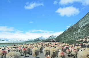 草原羊群漫步于蓝天白云下