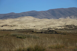 沙漠边缘的草地景观