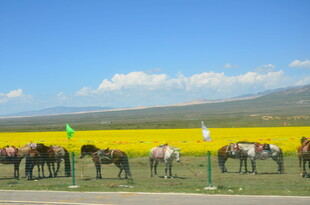 草原上整齐排列的马匹