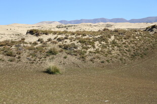 荒漠中的稀疏植被景观