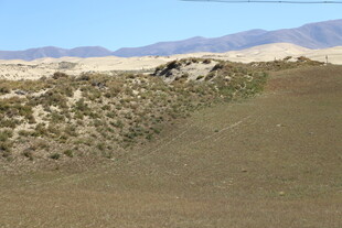 荒漠中的低矮植被景观