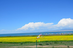 海边金黄油菜花田美景