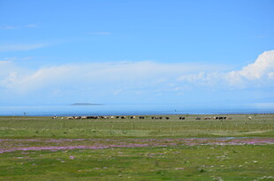 草原风光 辽阔天地美景