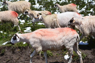 草地上带红印的羊群