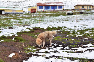 雪地荒原中的觅食狗狗
