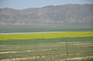 田野花海与远山美景