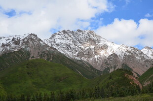 雪山下的翠绿山林