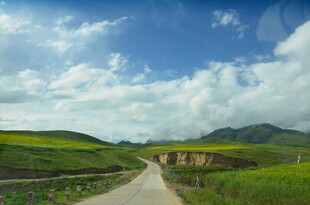乡间小路旁的田园风光