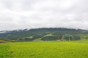 绿色田野与远山美景
