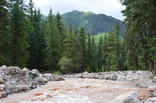 山间湍急河流与茂密森林