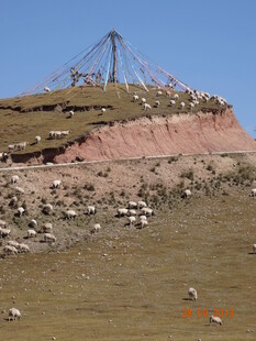 草原羊群与经幡景观