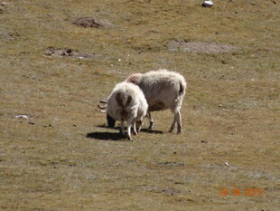 草原上的两只羊
