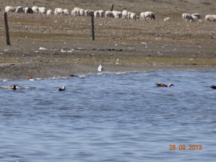 水边羊群与飞鸟的和谐图景