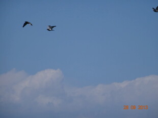 蓝天飞鸟 自在翱翔