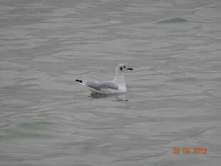 水面上的单只飞鸟