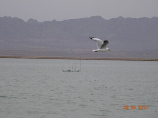 湖面上飞翔的白色鸟儿