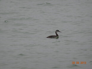 水面上独自游弋的鸟儿