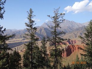 山间松林与远方壮丽景色